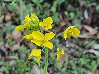 Rapeseed plant oil production