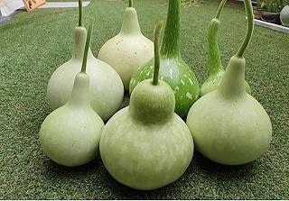 Calabash (Bottle Gourd)