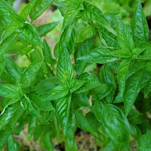 Basil Pesto