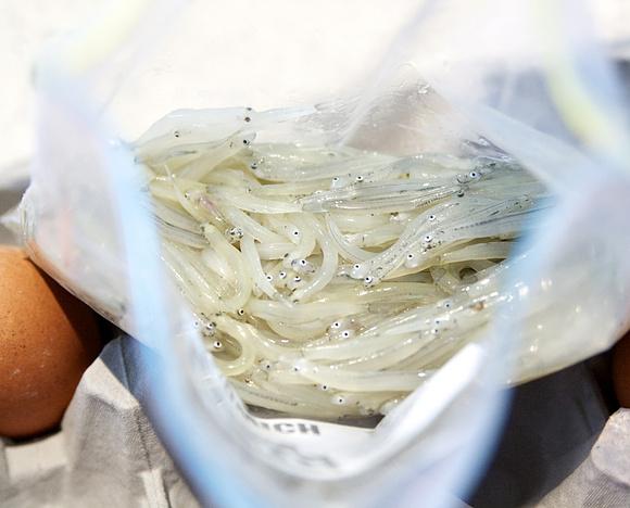 Adventures in whitebaiting with whitebait fritters