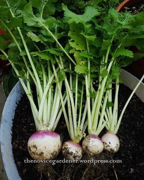 Turnips Turn Up