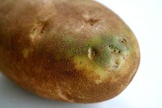 Why do potatoes turn green and is it safe to eat them?