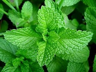 Greek Herbs and Spices - Mint (Dyosmos)