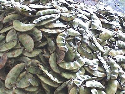 Avare Kaalu Kurma