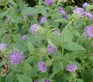 Korean thistle rice (gondre-bap) recipe from kangwon province